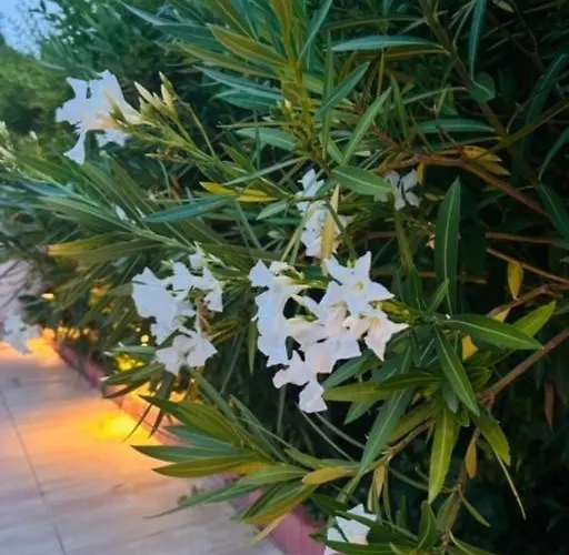 Funny Füred Apartment