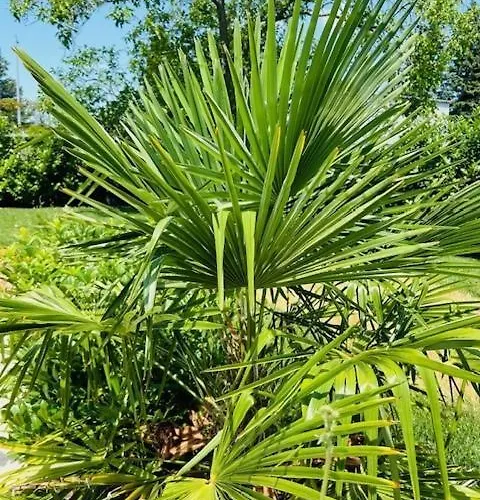 Funny Fuered * באלאטונפורד